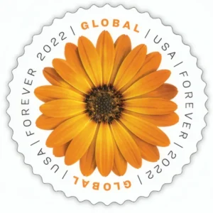 Global :African Daisy 2022